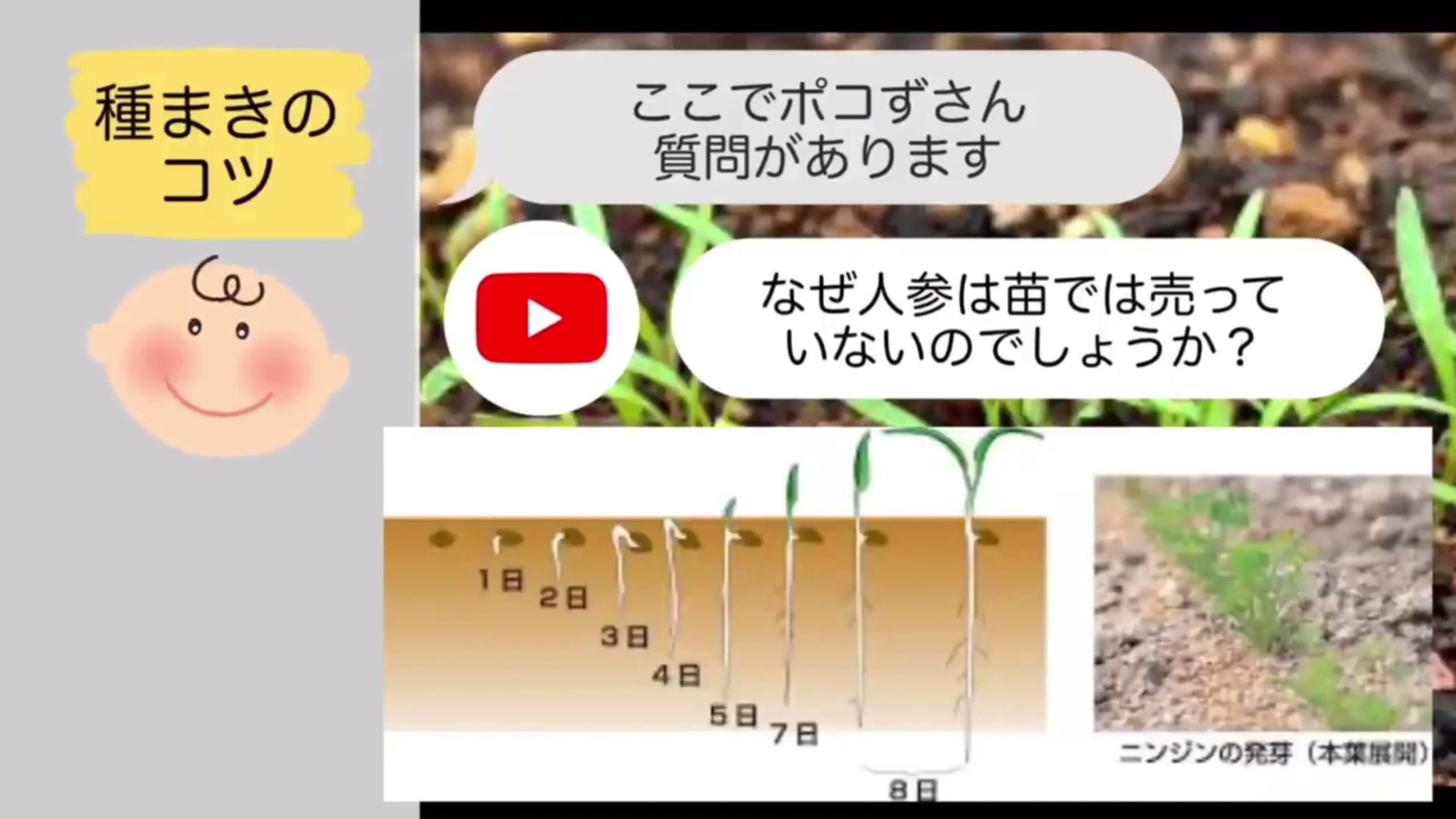 ニンジンを苗から植え付けず直播きする理由