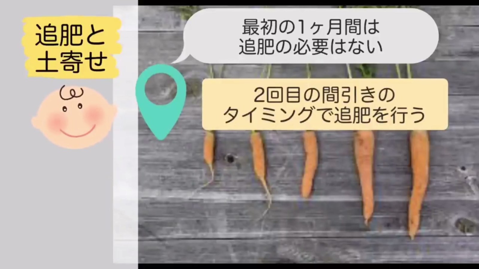 2回目の間引き時にニンジンへ追肥する様子