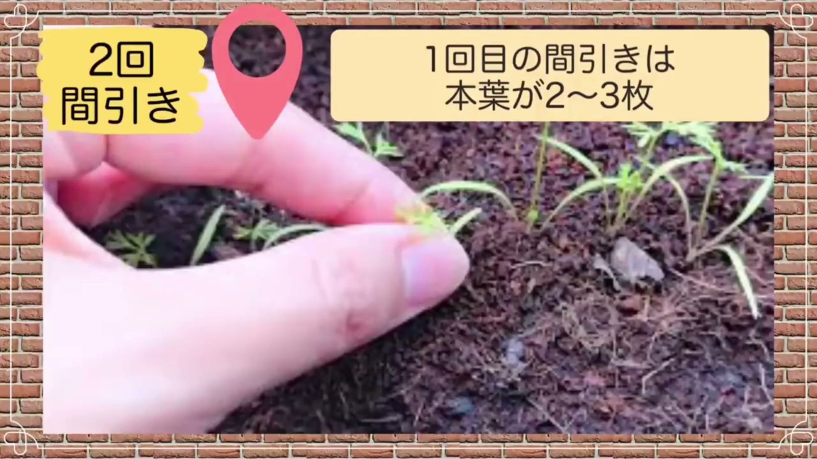 本葉2から3枚で行うニンジン1回目の間引き