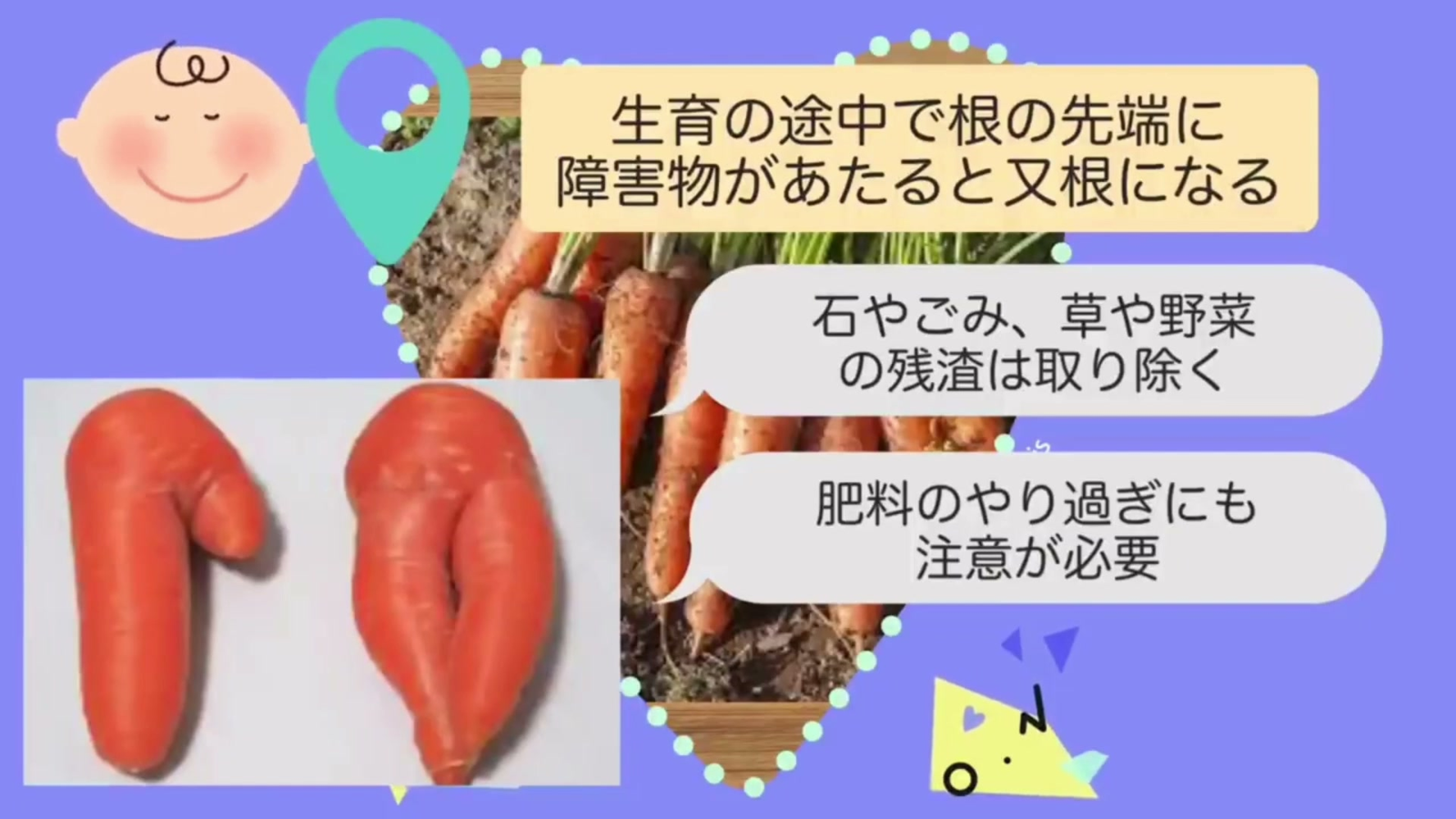 ニンジンが二股の又根になる原因と対策