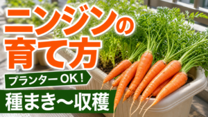 ニンジンをプランターで種まきから収穫まで育てる方法を伝えるアイキャッチ