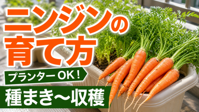 ニンジンをプランターで種まきから収穫まで育てる方法を伝えるアイキャッチ