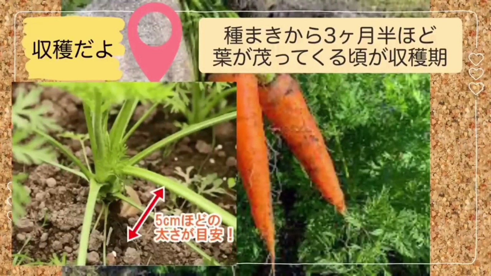 ニンジンの根元を掘って収穫サイズを確認する様子