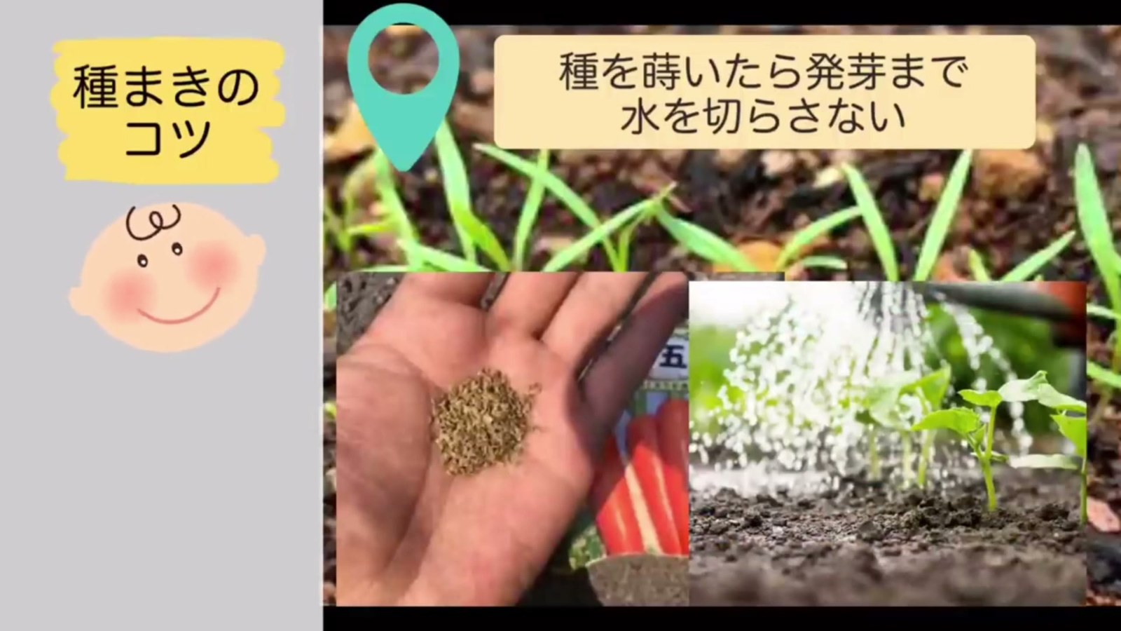 ニンジンの発芽まで土を乾かさない水やり