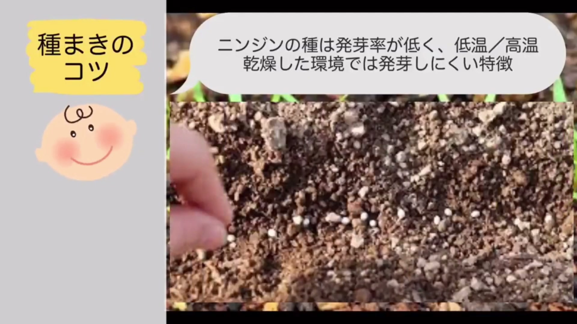 プランターにニンジンのまき溝を作る様子