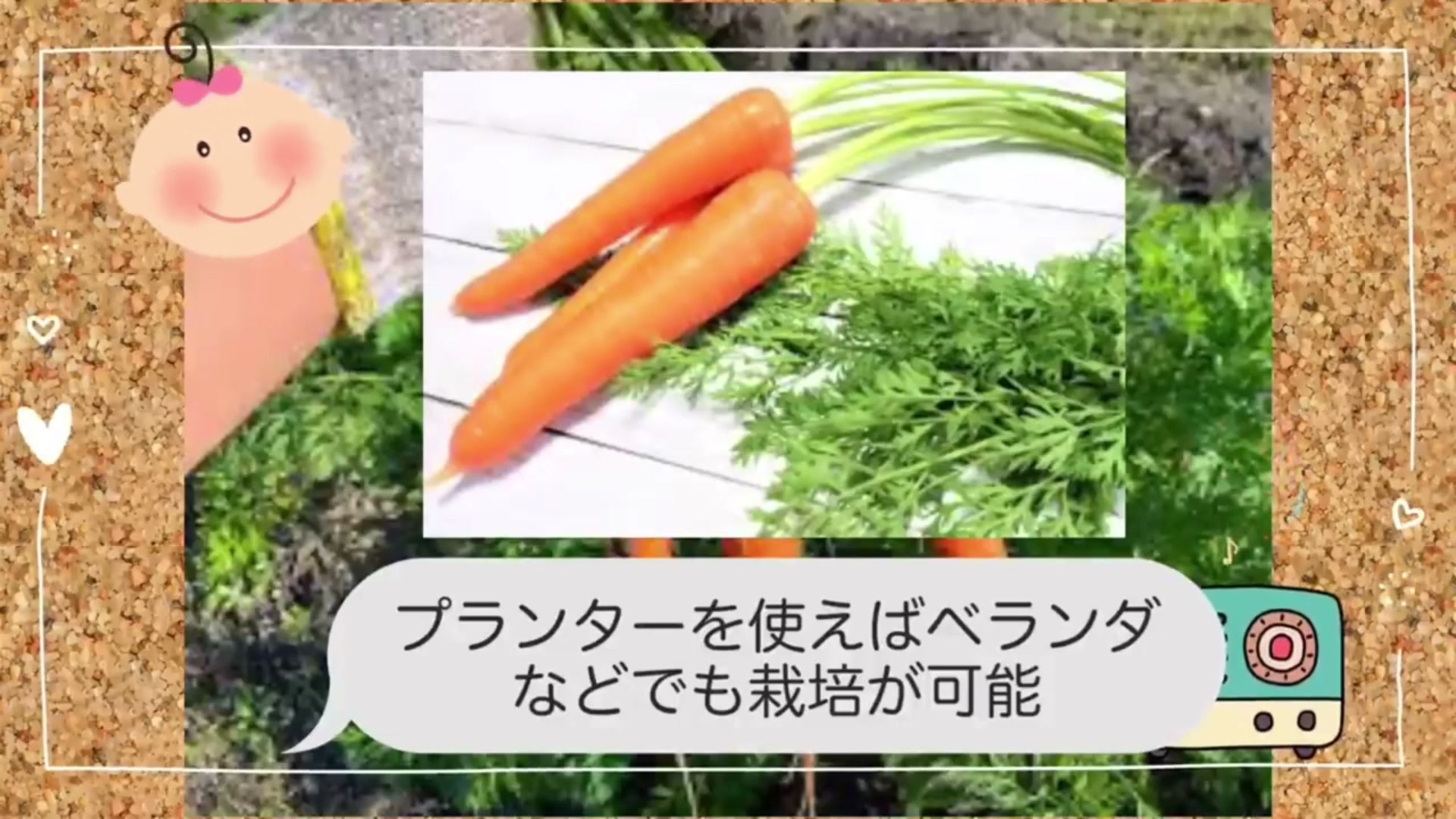 プランターで育てて収穫したニンジン