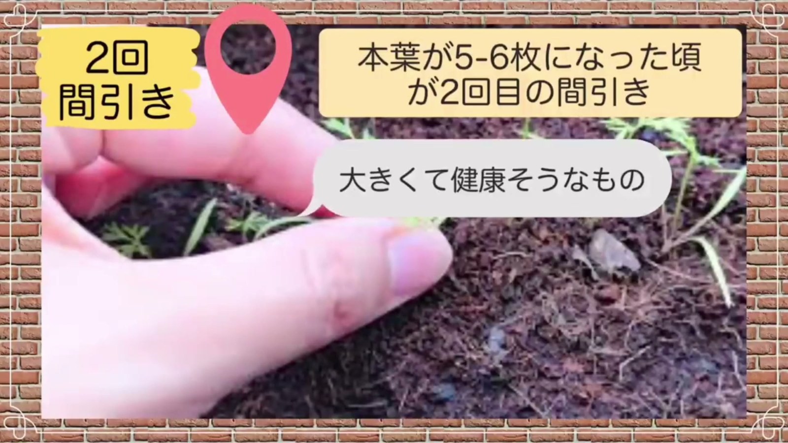 本葉5から6枚で行うニンジン2回目の間引き