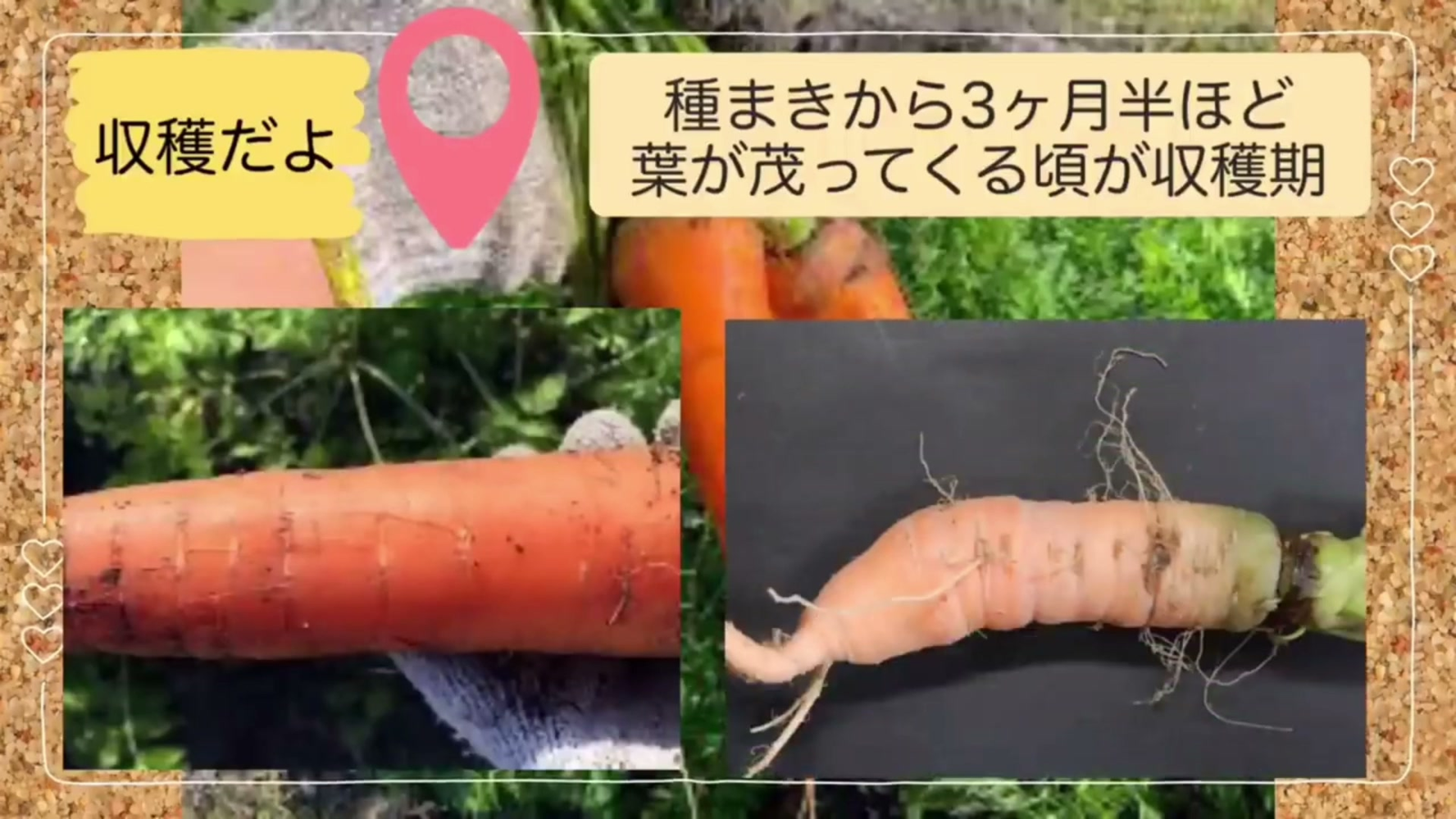ニンジンの側面に等間隔で並ぶ側根