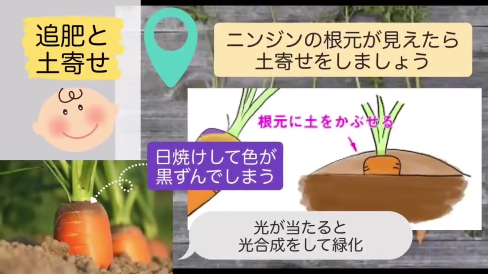 ニンジンの根元へ土寄せする様子