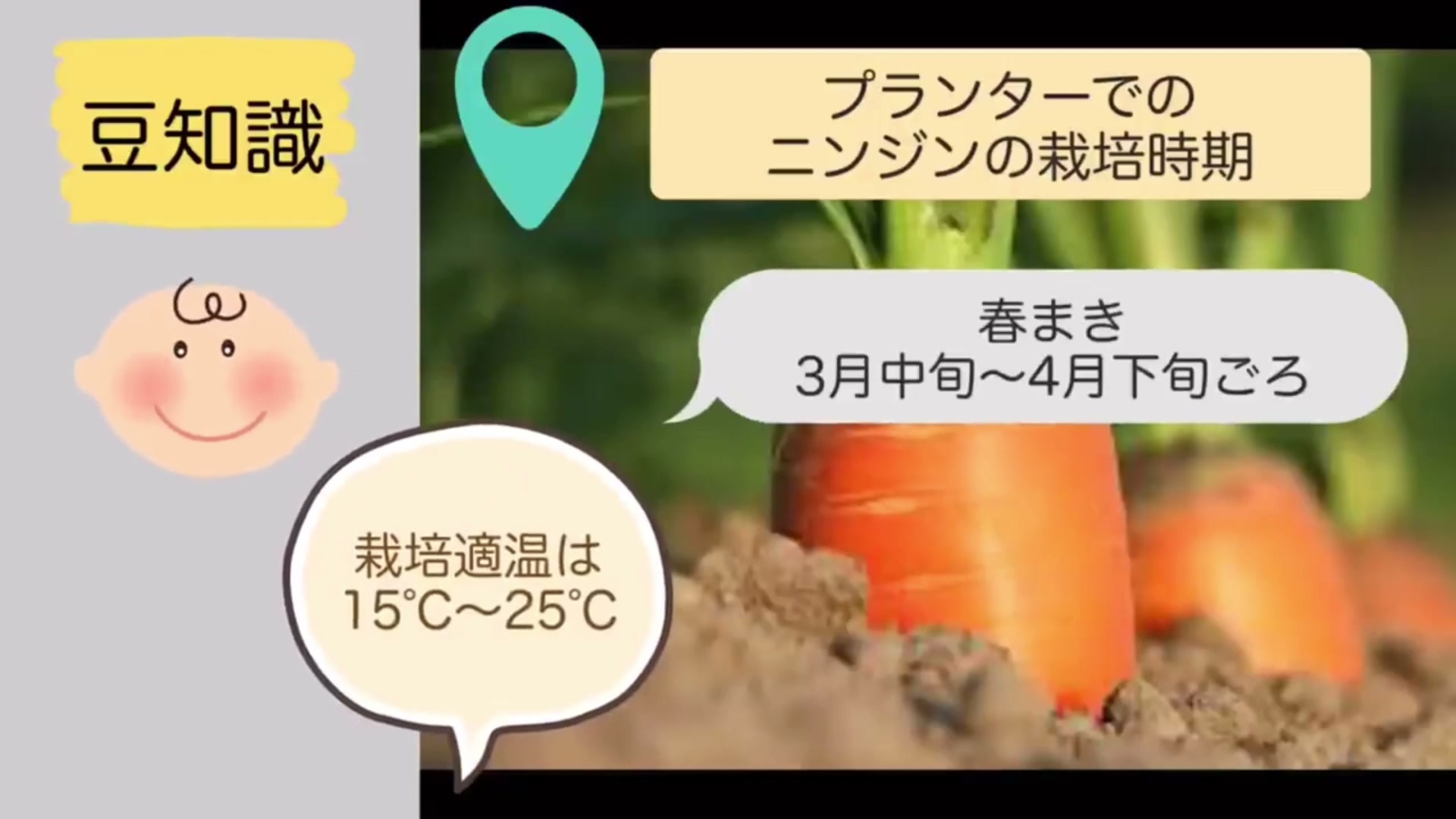 ニンジンの春まきと夏まきの栽培時期