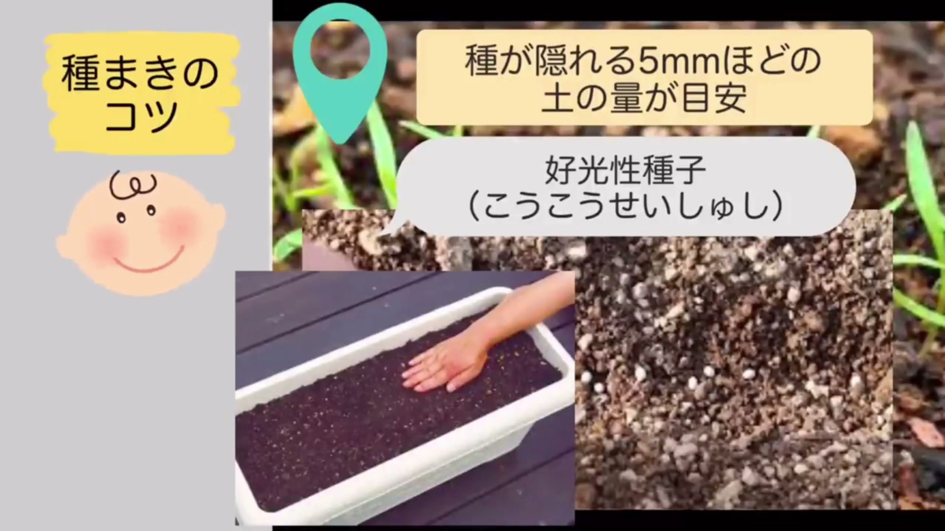 ニンジンの種へ薄く土をかけて鎮圧する様子