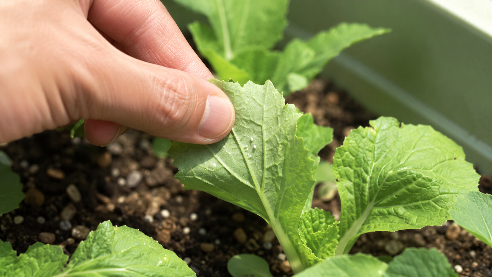 白菜の葉裏に虫の卵がないか確認する場面のイメージ