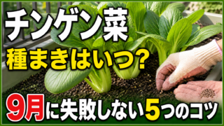 チンゲン菜の種まき時期と9月に失敗しない5つのコツを伝えるアイキャッチ