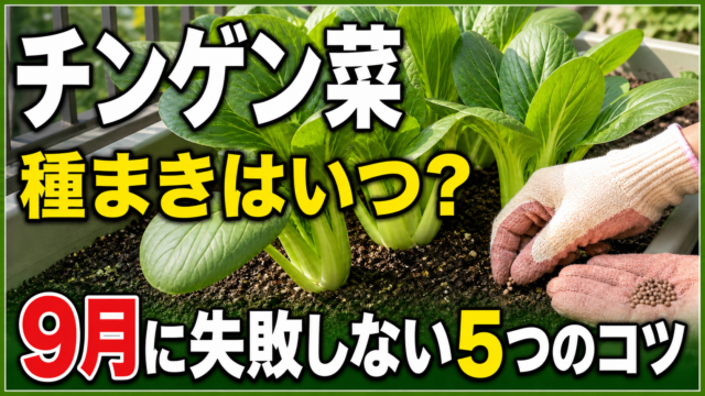 チンゲン菜の種まき時期と9月に失敗しない5つのコツを伝えるアイキャッチ