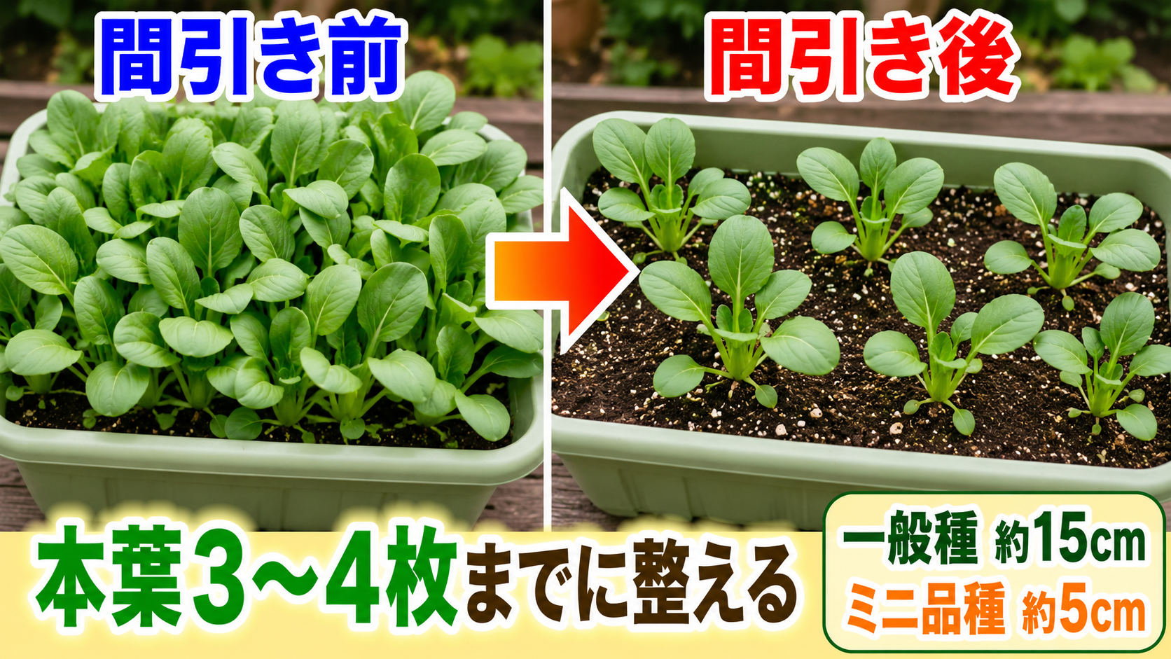 チンゲン菜の間引き前と間引き後のプランター比較