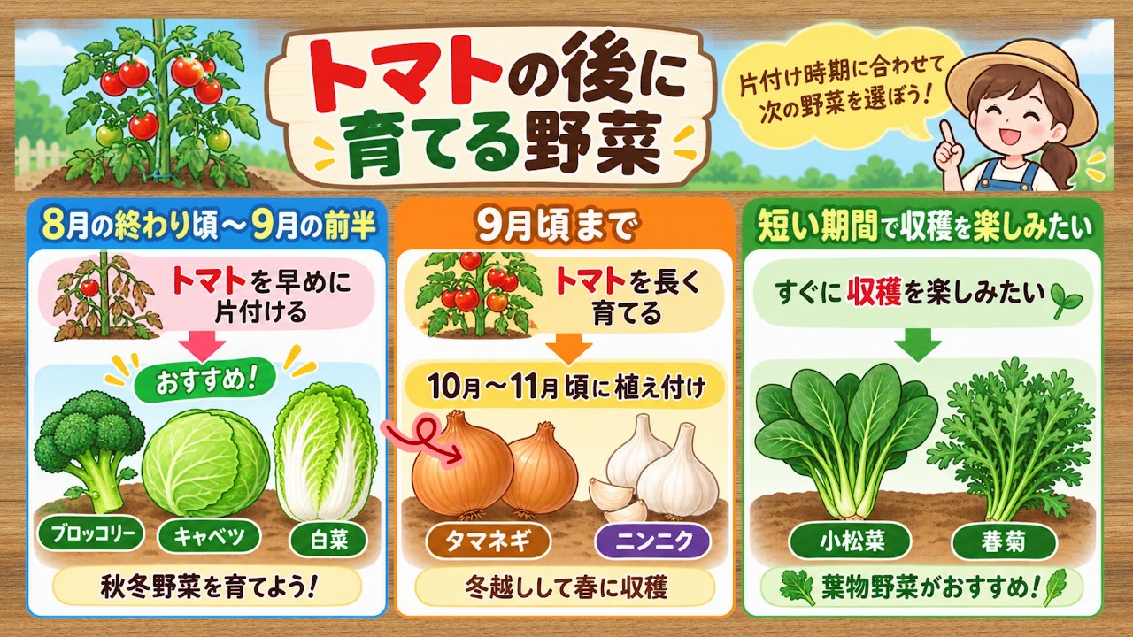 トマトを片付ける時期別に選ぶ後作野菜