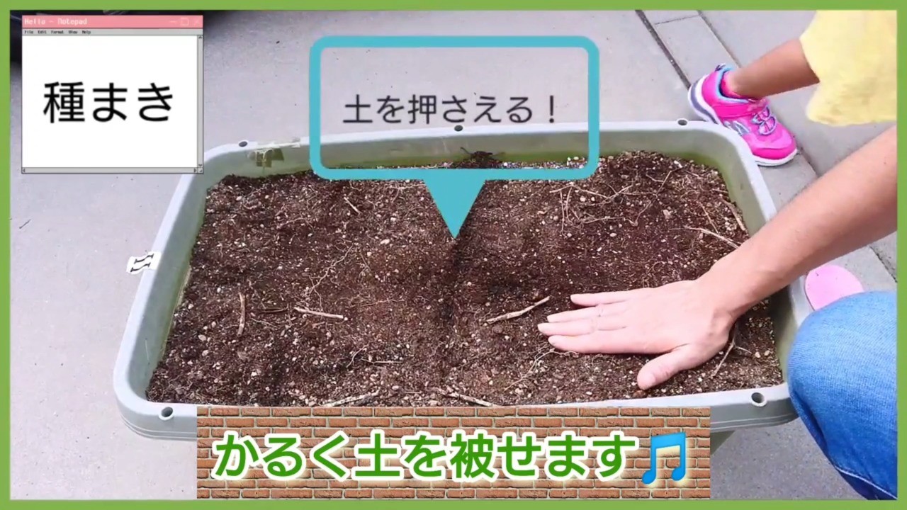 白菜の種へ土をかぶせて手で軽く押さえる様子