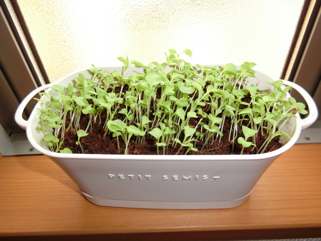 発芽後に混み合って育つ水菜の苗