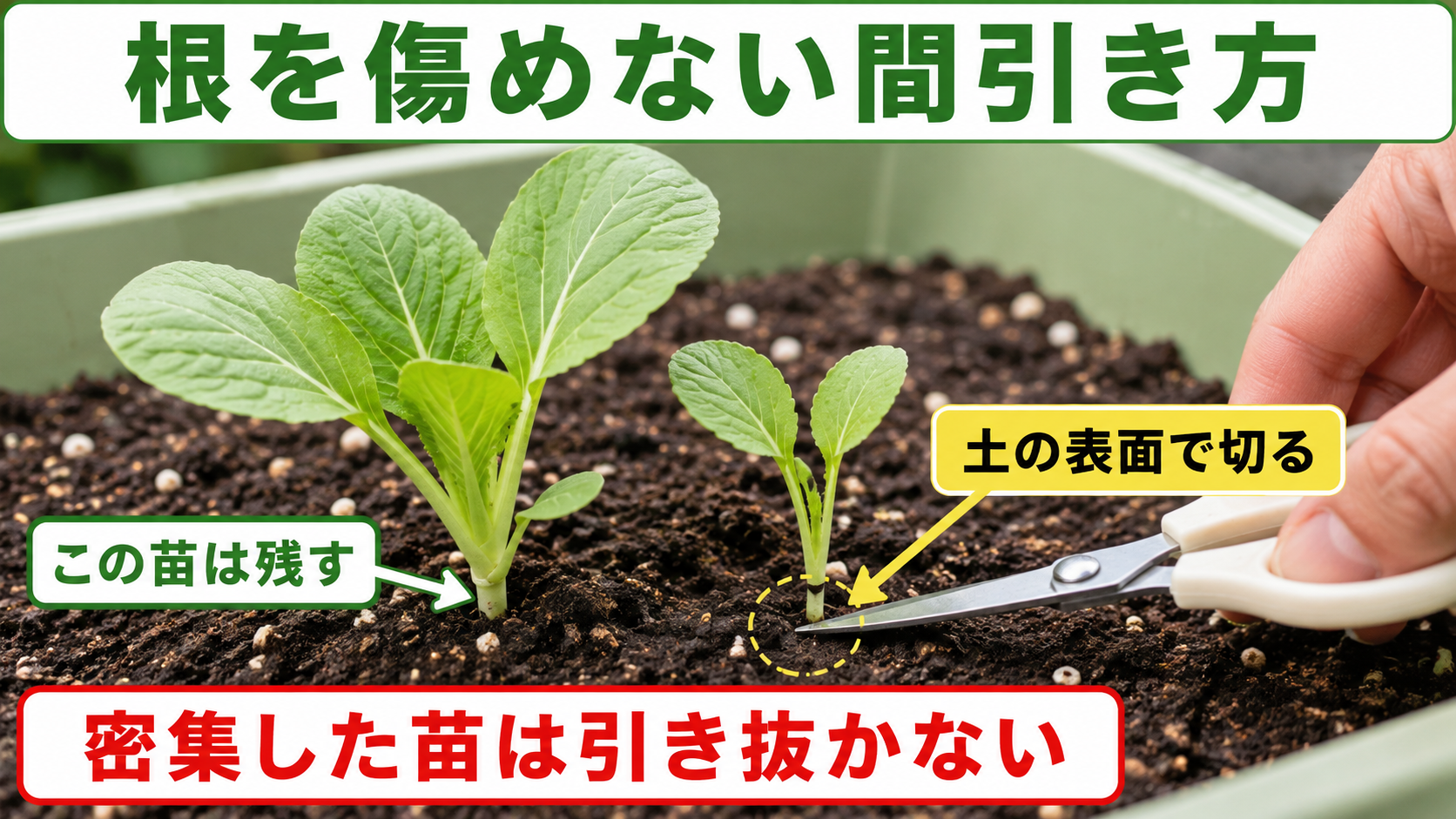 白菜の苗を土際でハサミを使って間引く方法の図解