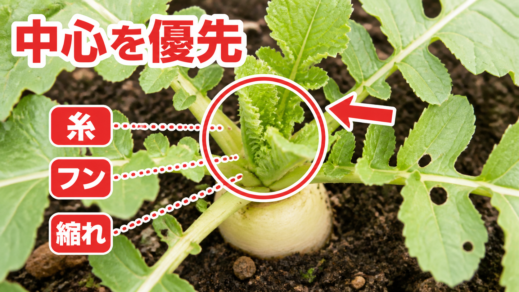 大根の中心葉で糸、フン、未展開葉の傷みを確認する位置
