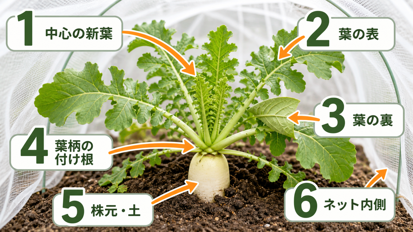 大根の中心葉から防虫ネット内側まで虫を探す6か所
