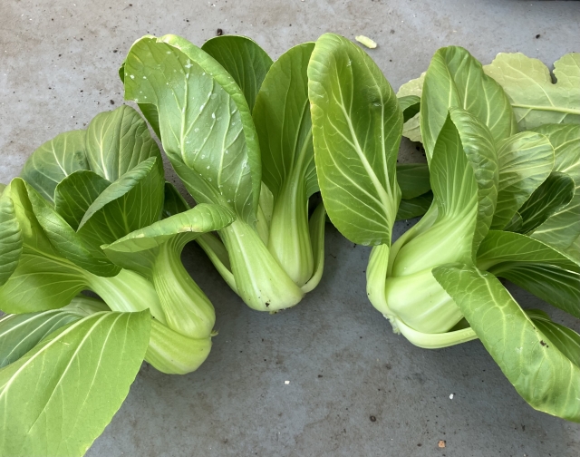 家庭菜園で収穫した新鮮なチンゲン菜