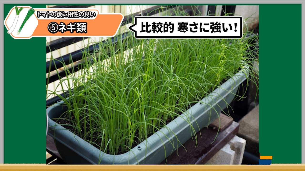トマトの後作におすすめのプランター栽培の葉ネギ