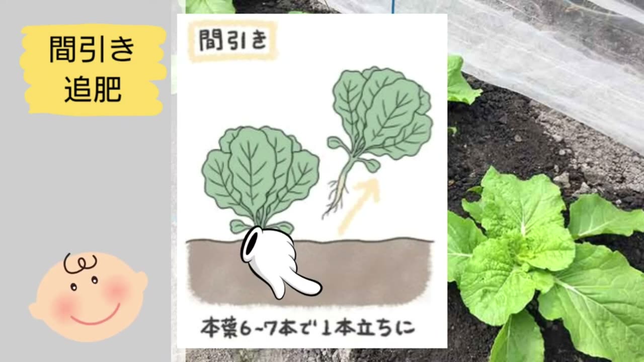 白菜を本葉6から7枚で1本立ちにする