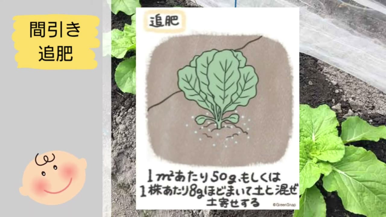 白菜1株当たりの追肥量と施す位置