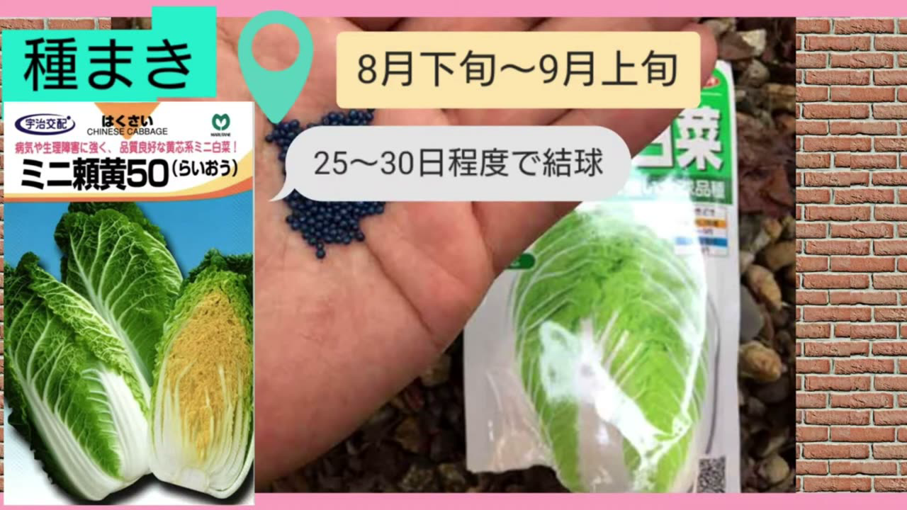 早生白菜は種まきから25から30日ほどで結球が始まる