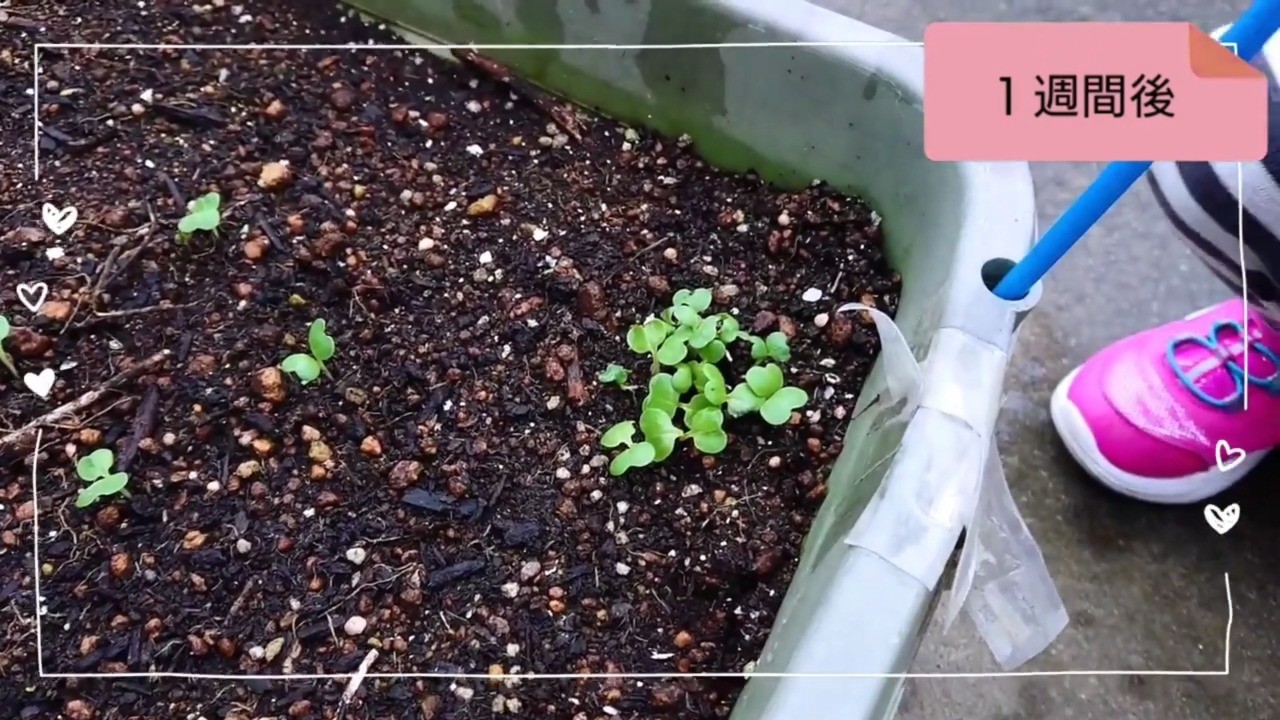 種まきから1週間後に発芽した白菜
