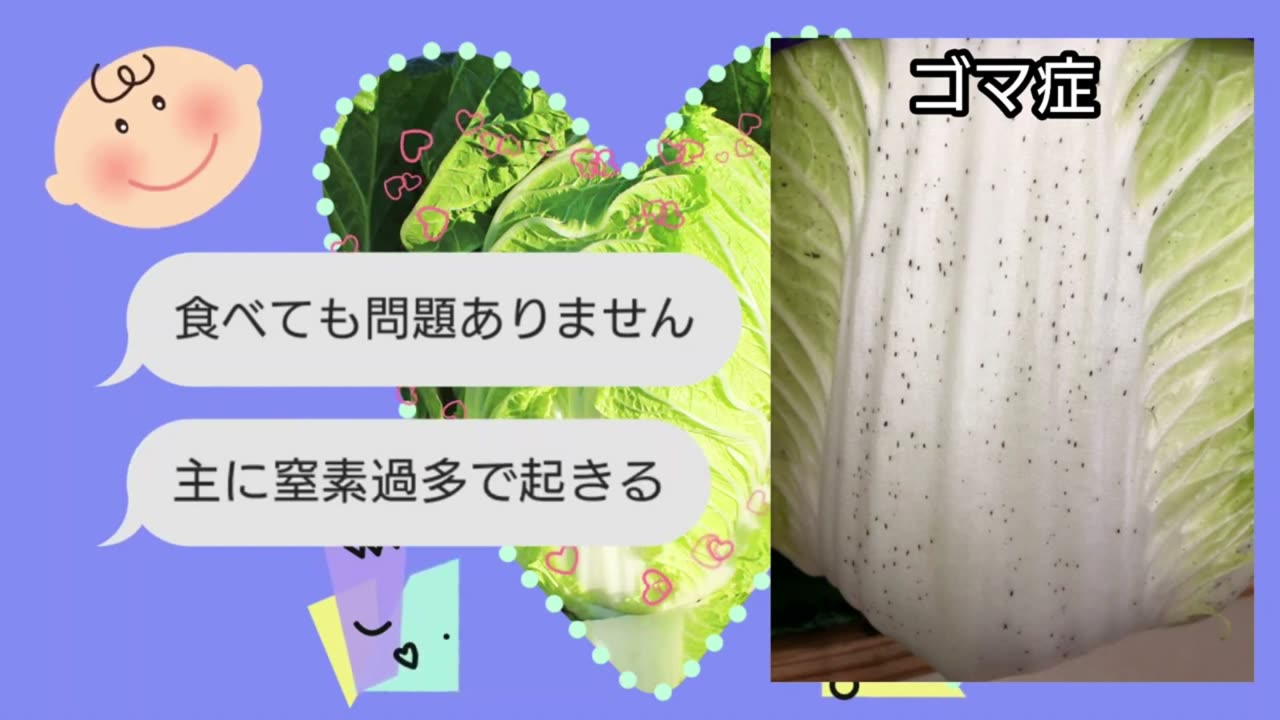 白菜の黒い斑点ゴマ症は食べても問題ない