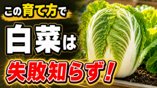 白菜を失敗せずに育てる方法を伝えるアイキャッチ