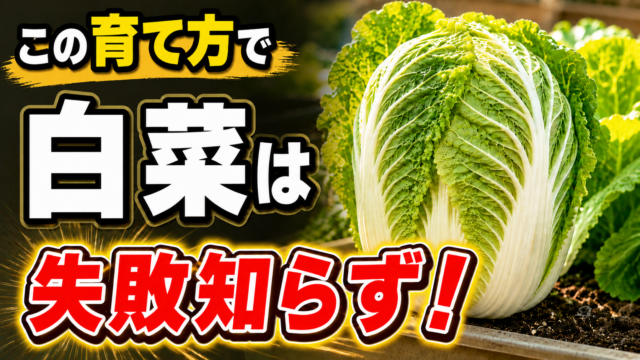 白菜を失敗せずに育てる方法を伝えるアイキャッチ