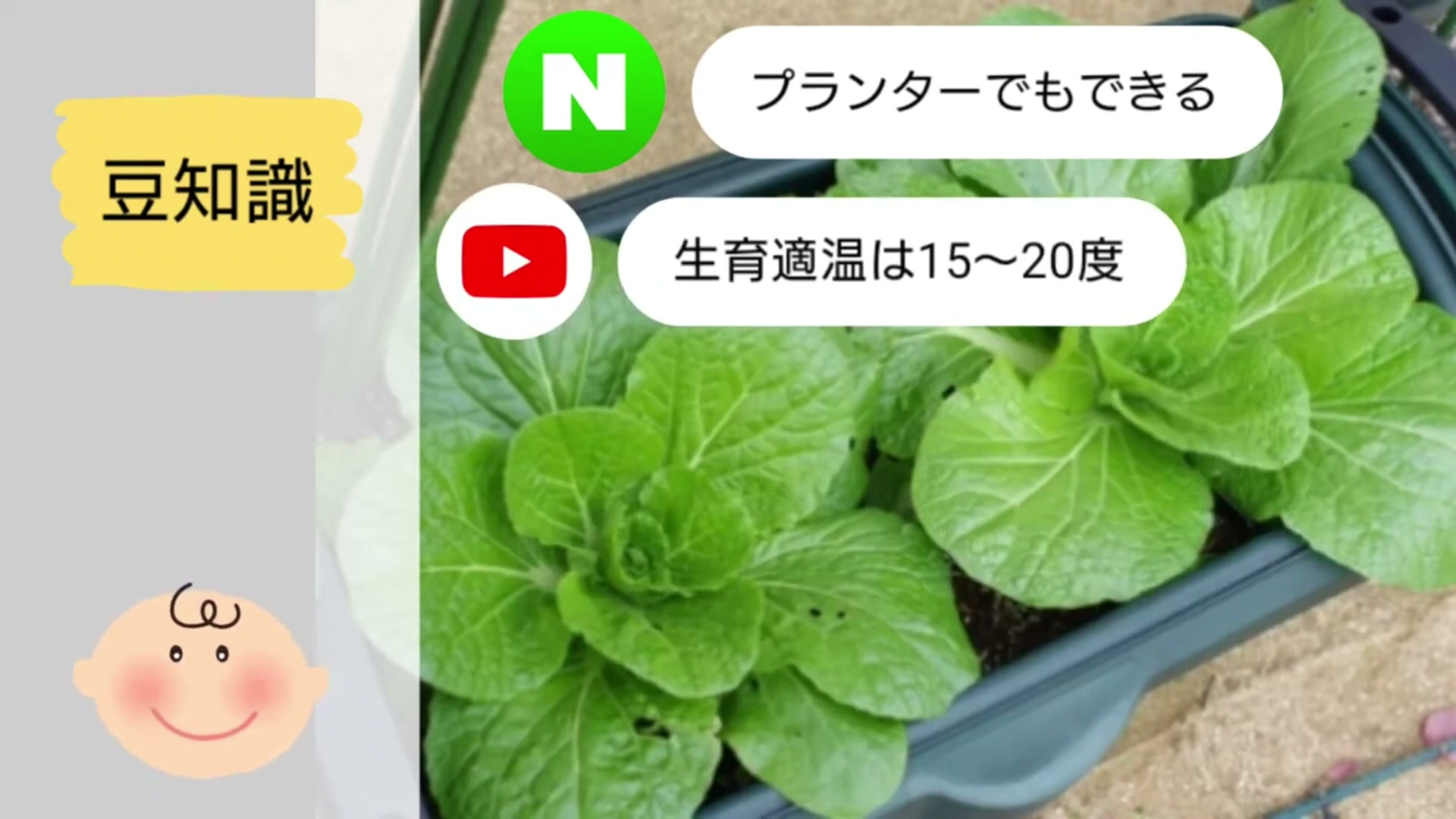 白菜の生育適温は15から20度