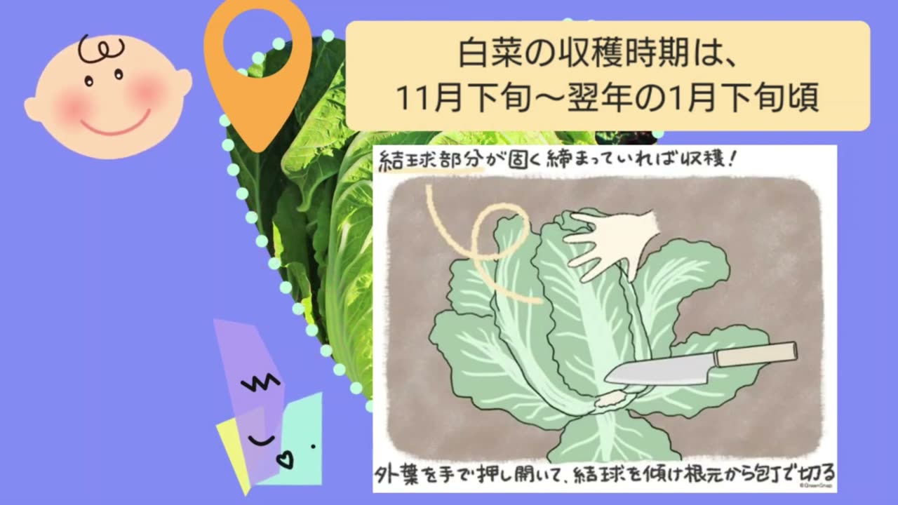 白菜の収穫時期と株元を切る方法