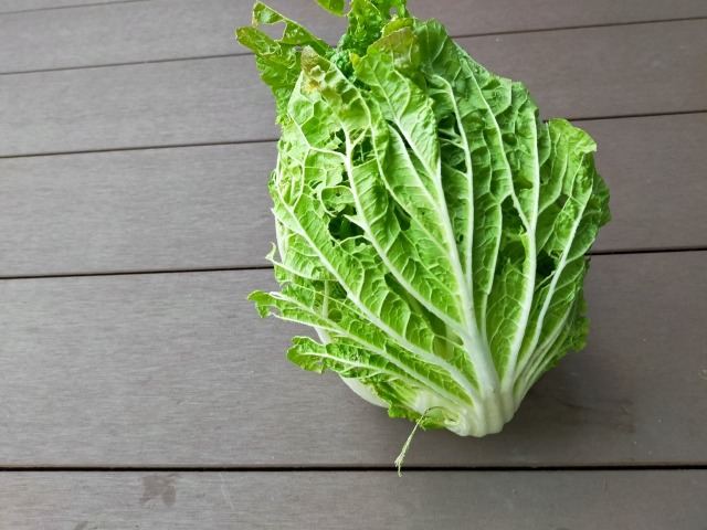 虫食い跡が残る収穫後の白菜