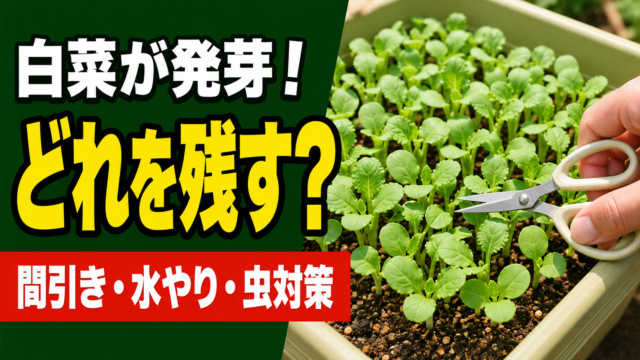 白菜が発芽した後の間引き・水やり・虫対策を紹介するアイキャッチ