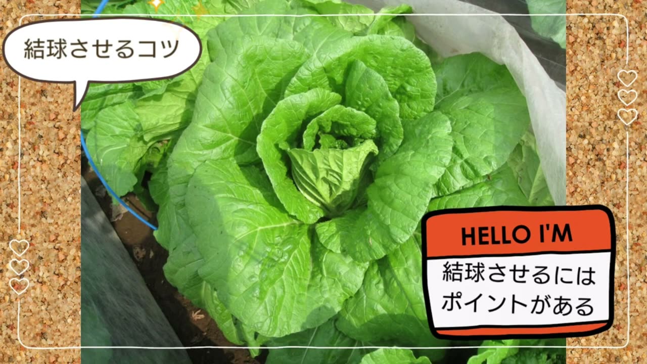 白菜を結球させる外葉と気温のポイント