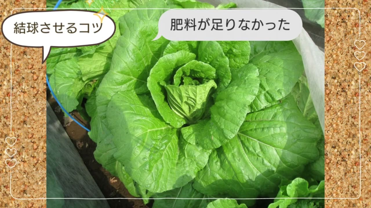 肥料不足で白菜が結球しにくくなる