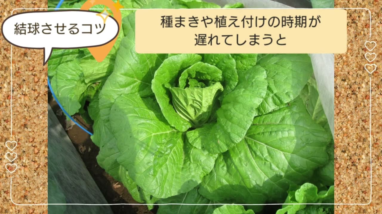 種まきや植え付けが遅れて白菜が結球しない原因