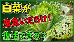 白菜が虫食いだらけになった時に復活できるかと対策を伝えるアイキャッチ