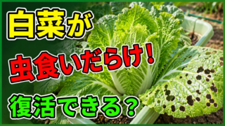 白菜が虫食いだらけになった時に復活できるかと対策を伝えるアイキャッチ