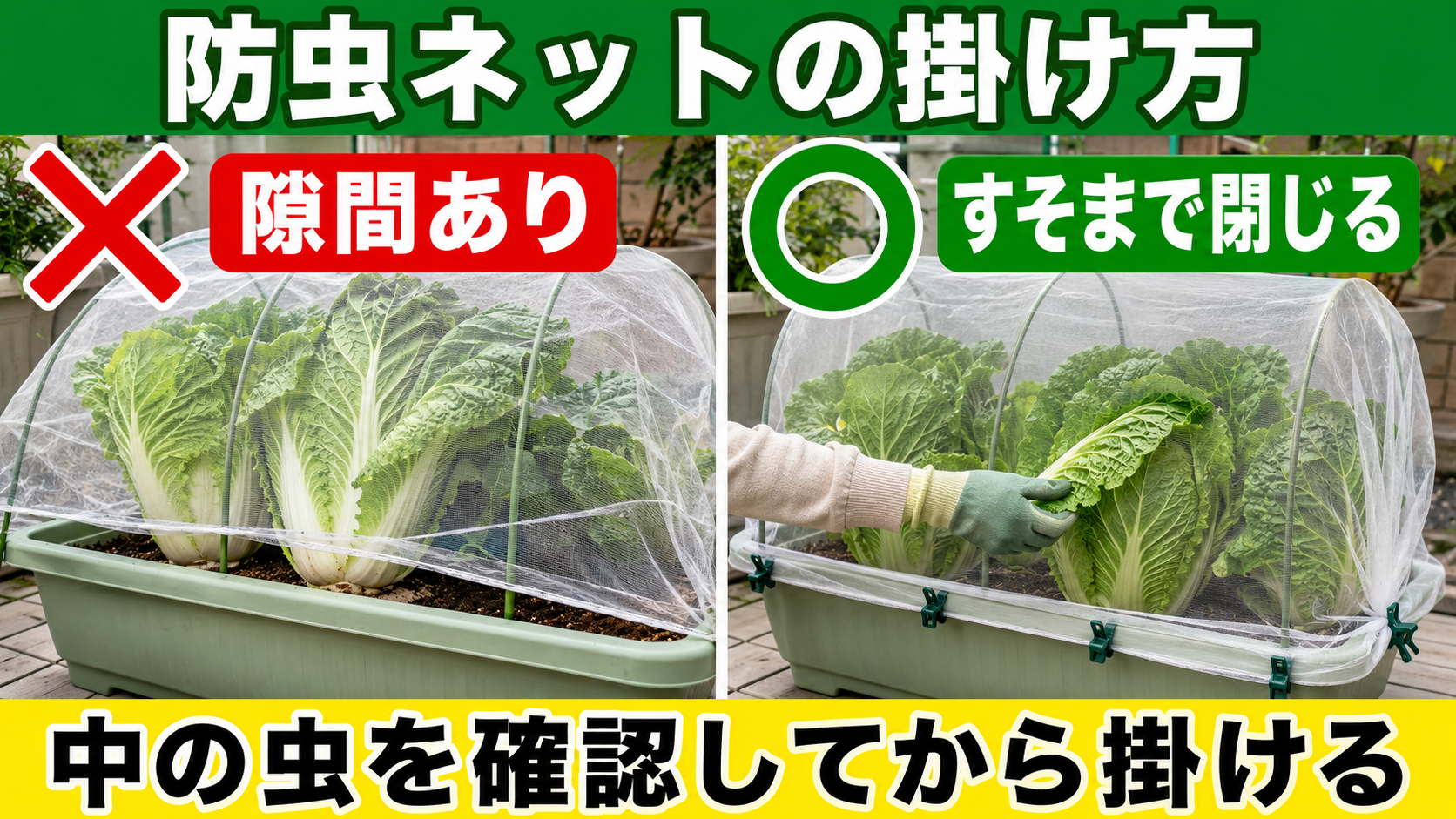 白菜の防虫ネットに隙間がある例とすそまで閉じた例の比較