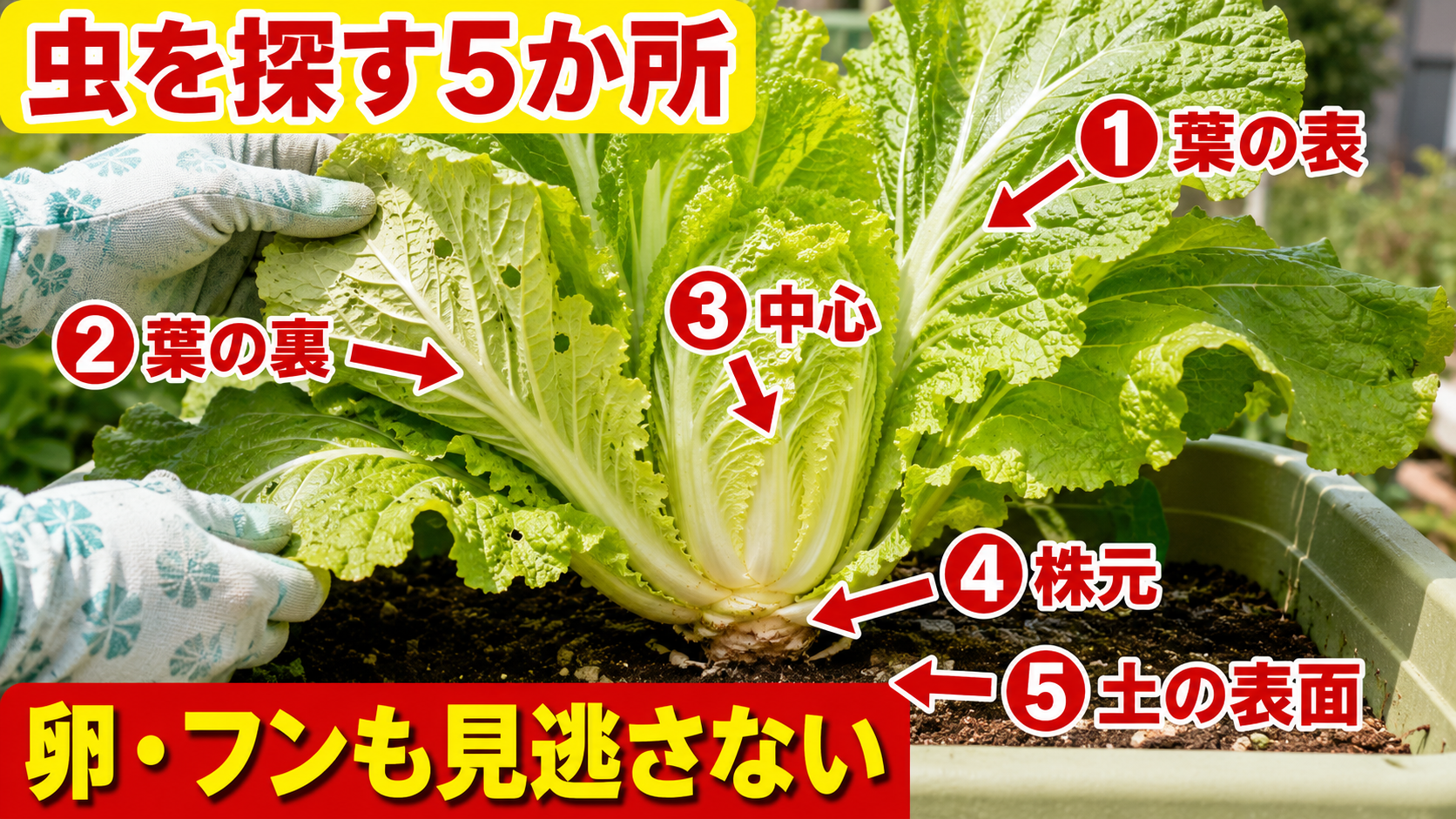 白菜の葉表、葉裏、中心、株元、土の表面を確認する5か所