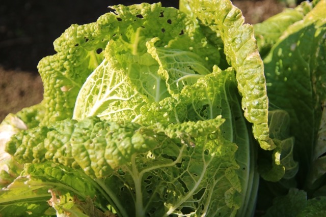 葉に多数の虫食い穴がある畑の白菜