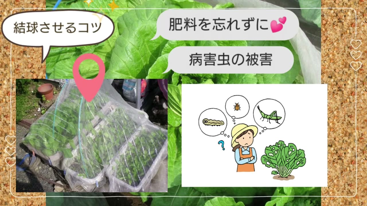 白菜の病害虫を防ぐ防虫ネット