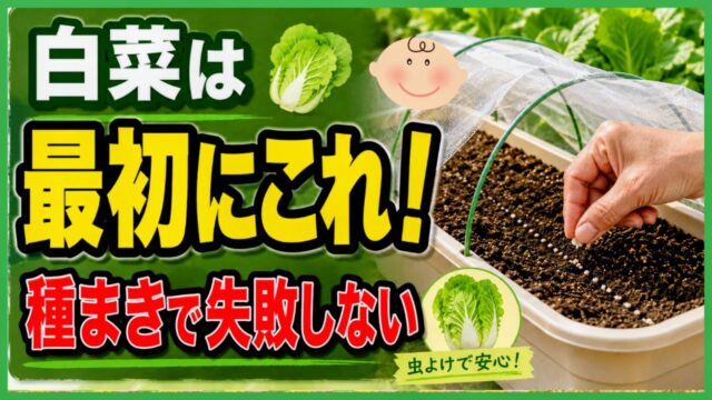 白菜をプランターへ種まきして失敗しない方法を紹介するアイキャッチ