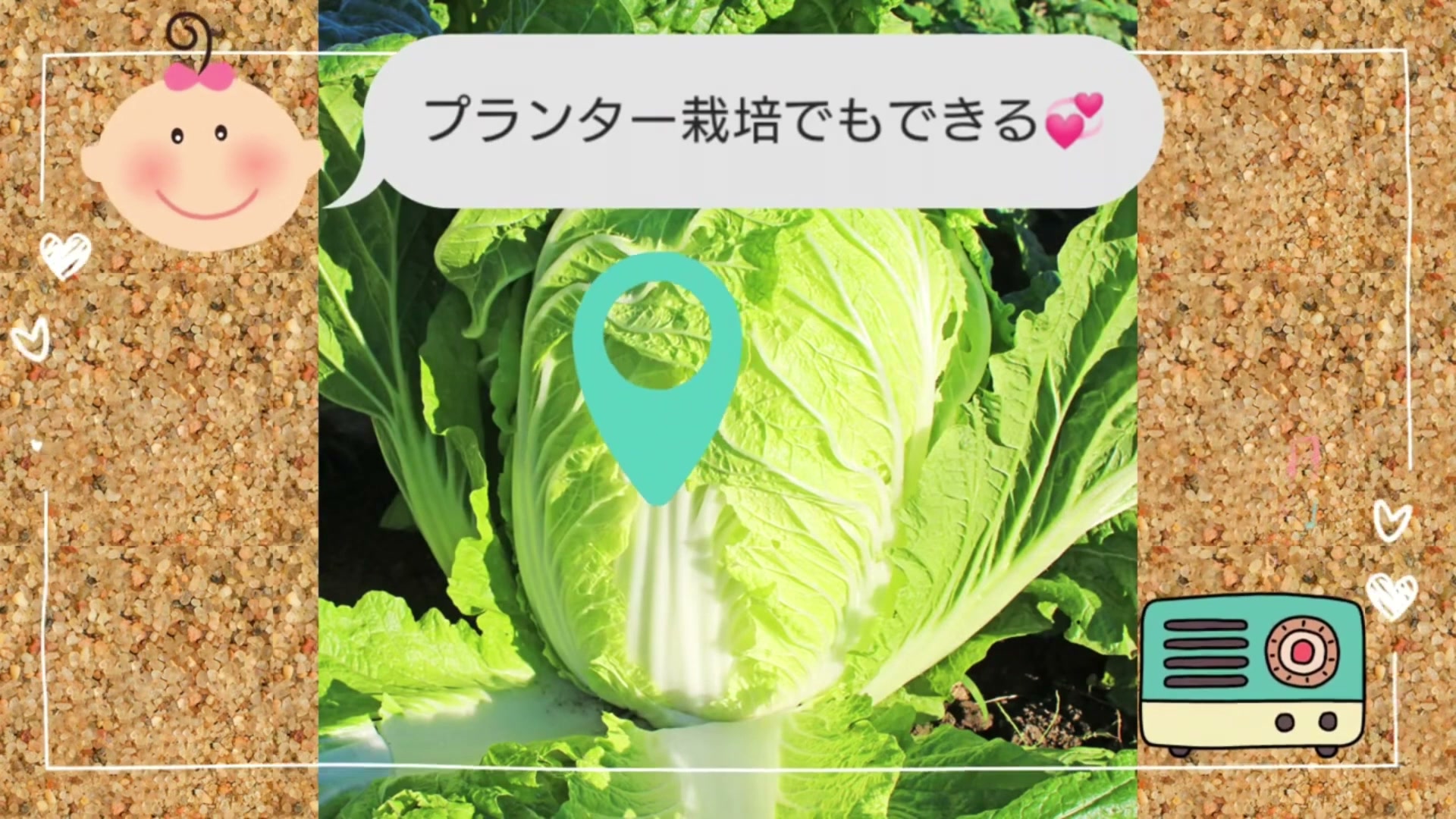 プランターで育てた白菜と収穫した白菜