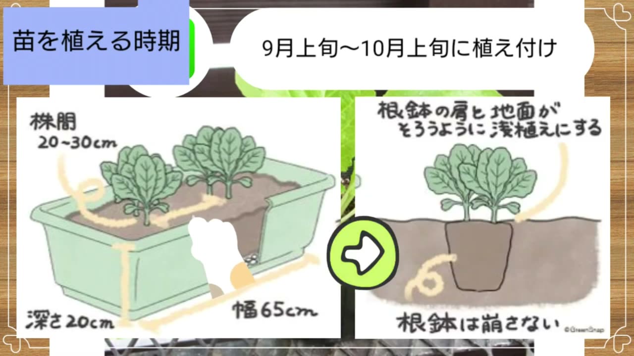 白菜を育てる65cmプランターと株間と浅植え
